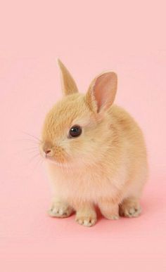 a small rabbit sitting on top of a pink surface