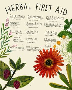 an illustration of herbs and their names