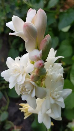 white flowers with green leaves in the background