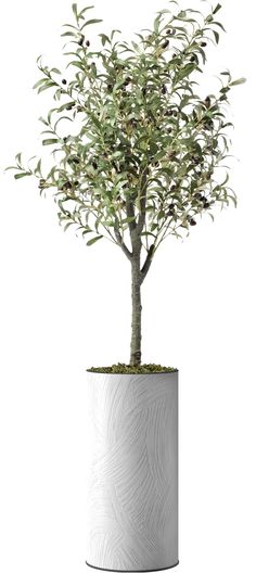 an olive tree in a white vase on a white background