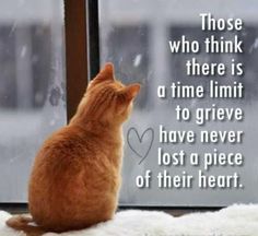 Katt Grejer, Quotes Mom, Cat Loss, Pet Remembrance, Baby Pics, Cat Quotes, Losing A Pet, Pet Loss, Animal Quotes