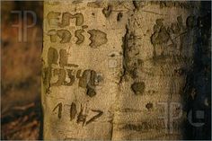 the bark of a tree has been grafitti with numbers and symbols on it