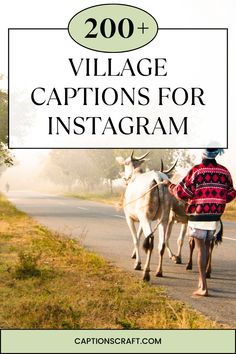 two oxen walking down the road with text overlay reading 200 village captions for instagram