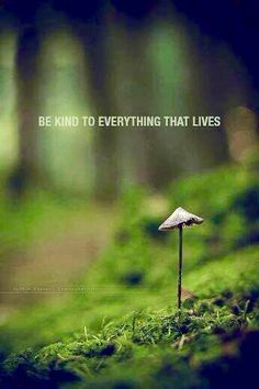 a small mushroom sitting on top of a green moss covered ground with the words be kind to everything that lives