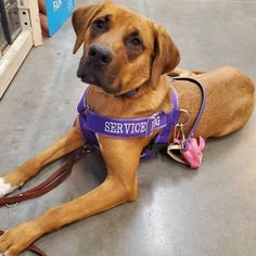 a large brown dog laying on top of a floor