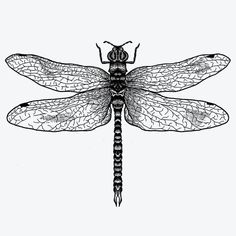 a black and white drawing of a dragonfly with wings spread out, sitting on top of