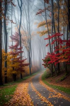 a road in the middle of a forest with lots of trees and leaves on it