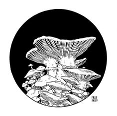 a black and white drawing of mushrooms in a circle