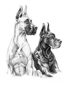 two dogs sitting next to each other in black and white pencil drawing by corbright