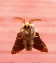 a small brown and white moth flying in the air