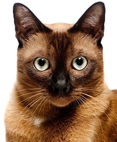 a siamese cat is looking at the camera