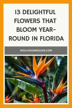 flowers that bloom year round in florida