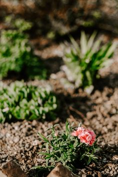 some pink flowers are growing in the dirt near rocks and plants with green leaves on them