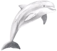 a drawing of a dolphin jumping in the air