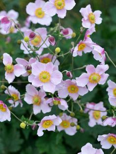 pink flowers with yellow centers are in the middle of green leaves and shrubbery behind them