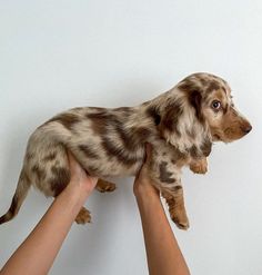 a small dog being held in the air by someone's hands on a white background