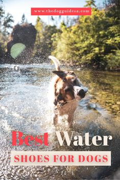 a dog is running through the water with trees in the background and text best water shoes for dogs