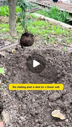 an image of a garden with dirt in the ground and plants growing out of it