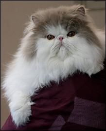 a long haired cat sitting on top of a person's shoulder