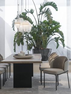 a dining room table with chairs and a potted plant