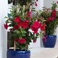 three blue planters with red flowers in them