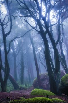 a forest filled with lots of trees covered in green moss