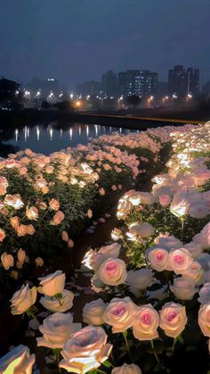 rows of white roses lit up in the night with city lights behind them and reflecting on water