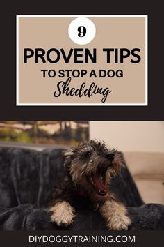 a dog sitting on top of a couch with the words proven tips to stop a dog shed