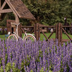 there is a bike parked in the middle of purple flowers near a wooden fence and horse pen