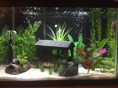 an aquarium filled with plants and rocks