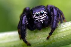 a black spider sitting on top of a green leaf