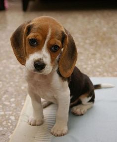 a small puppy sitting on top of a piece of paper next to a white object