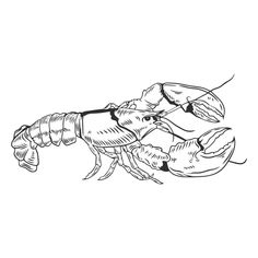 a black and white drawing of a lobster with claws on it's back legs