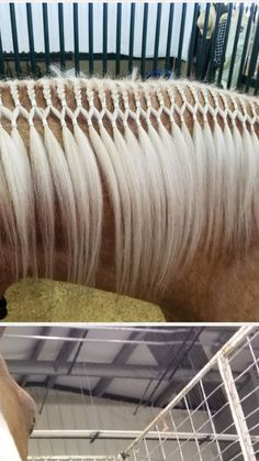 a horse with long white hair in a stable