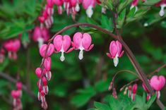 pink flowers are blooming on the branches of green leaves and trees in the background