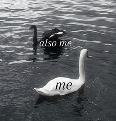 two swans floating on top of a lake with the words also me in front of them