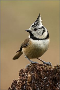 a small bird perched on top of a tree stump