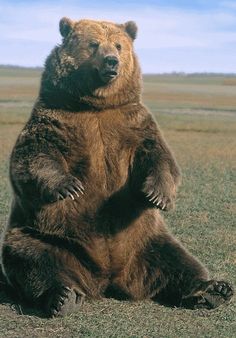 a large brown bear sitting on its hind legs in the middle of an open field