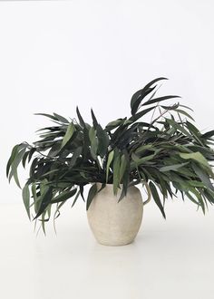 a potted plant sitting on top of a white table