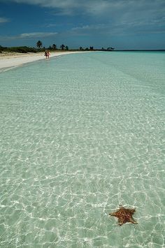 a starfish in shallow water on the beach