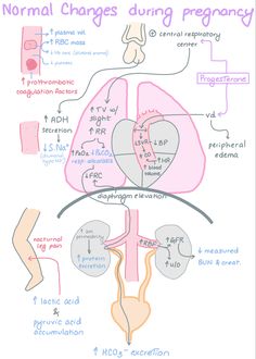 diagram of normal changes during pregnancy