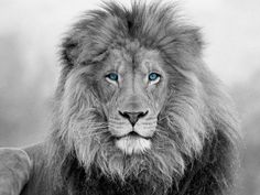 a black and white photo of a lion