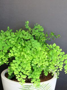 a potted plant with green leaves on the top and bottom is sitting in front of a gray wall