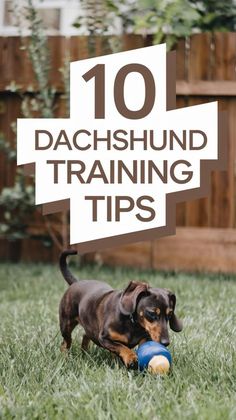 a dachshund dog playing with a blue ball in the grass and text overlay reads, 10 dachshund training tips