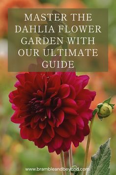 a red flower with the words, master the dahlia flower garden with our ultimate guide