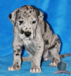 a white and black puppy sitting on top of a blue blanket