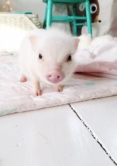 a small white animal sitting on top of a blanket