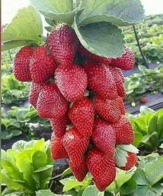 a bunch of ripe strawberries hanging from a tree