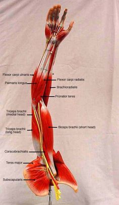 the muscles are labeled in this diagram