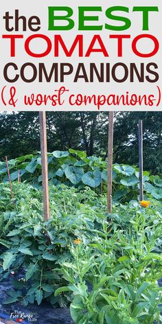 the best tomato companions and worst companions